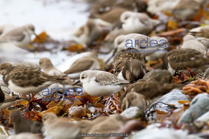 : Sanderling - with Dunlin (Calidris alpina) and : Sanderling - with Dunlin (Calidris alpina) and