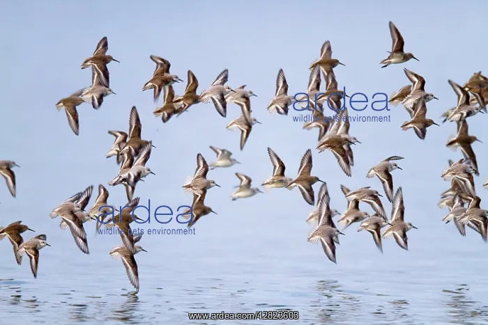 : Sanderling and Dunlin (Calidris alpina) in flight : Sanderling and Dunlin (Calidris alpina) in flight