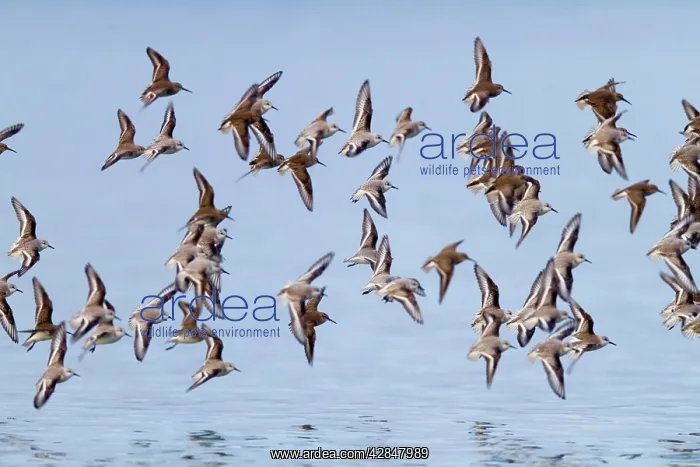 : Sanderling and Dunlin (Calidris alpina) - in flight : Sanderling and Dunlin (Calidris alpina) - in flight