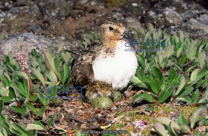 : SANDERLING - ON EGGS : SANDERLING - ON EGGS