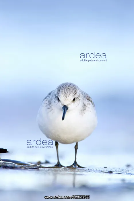 : Sanderling - Face on portrait from a ground level : Sanderling - Face on portrait from a ground level