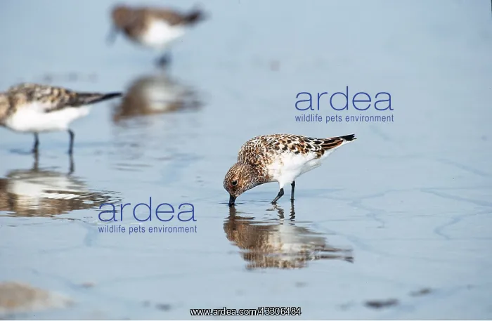 : SANDERLING - feeding : SANDERLING - feeding