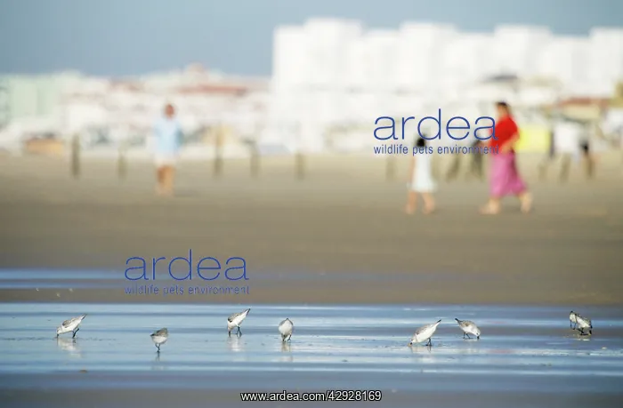 : SANDERLING - Feeding on coast, winter plumage : SANDERLING - Feeding on coast, winter plumage
