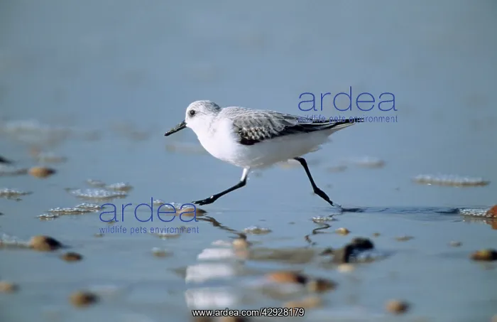 : SANDERLING - Feeding on coast, winter plumage : SANDERLING - Feeding on coast, winter plumage