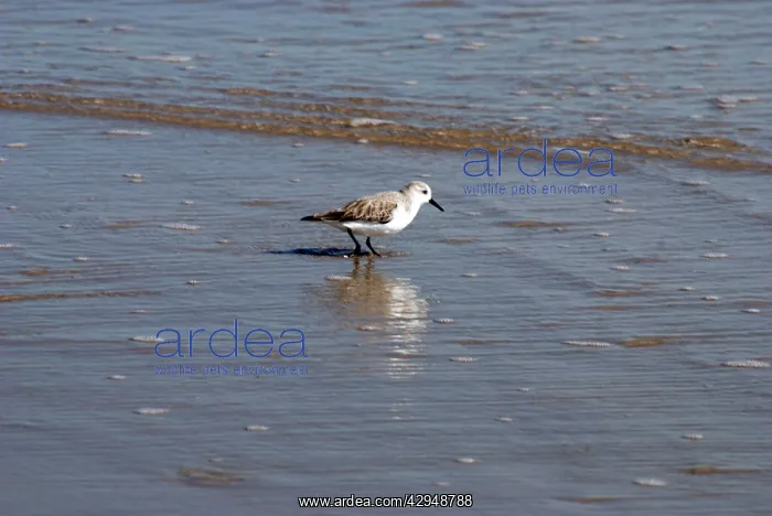 : Sanderling - Feeding at the edge of the tide : Sanderling - Feeding at the edge of the tide