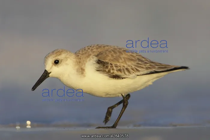 : Sanderling - feeding along shoreline : Sanderling - feeding along shoreline