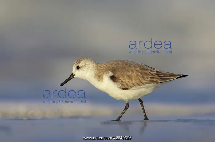 : Sanderling - feeding along shoreline : Sanderling - feeding along shoreline