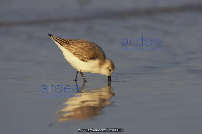 : Sanderling - feeding along shoreline : Sanderling - feeding along shoreline