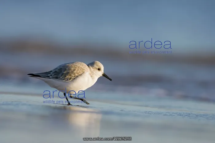 : Sanderling - Feeding on the shoreline : Sanderling - Feeding on the shoreline