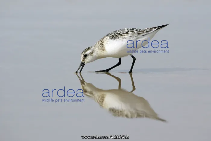 : Sanderling - Feeding on shoreline, in winter plumage : Sanderling - Feeding on shoreline, in winter plumage