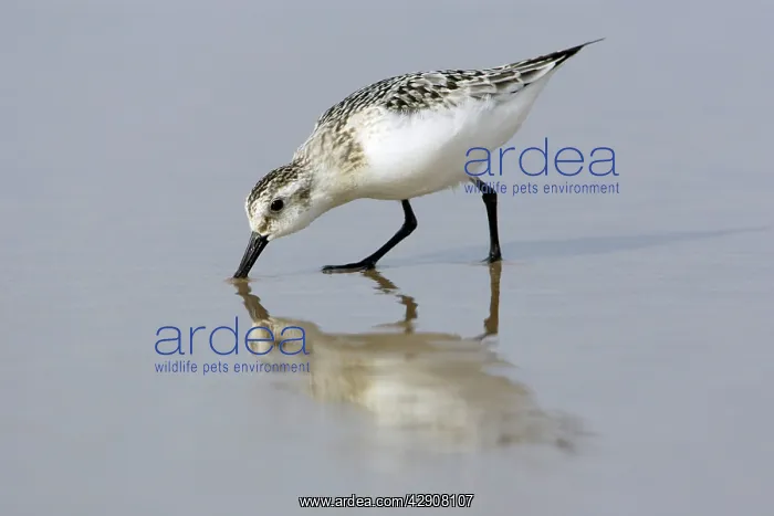 : Sanderling - Feeding on shoreline, in winter plumage : Sanderling - Feeding on shoreline, in winter plumage