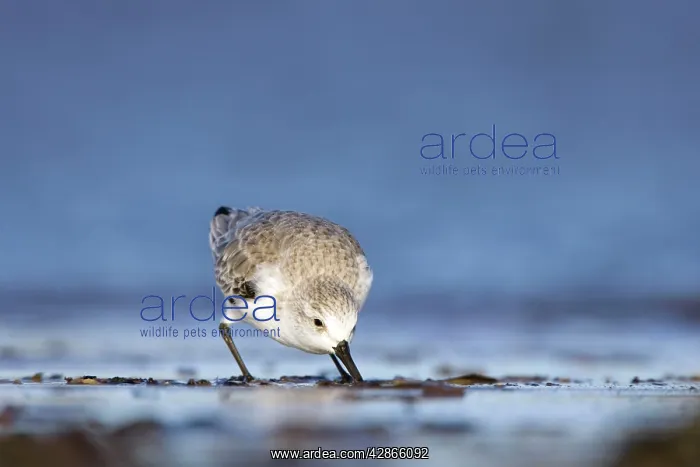 : Sanderling - Feeding on tidal mudflat : Sanderling - Feeding on tidal mudflat