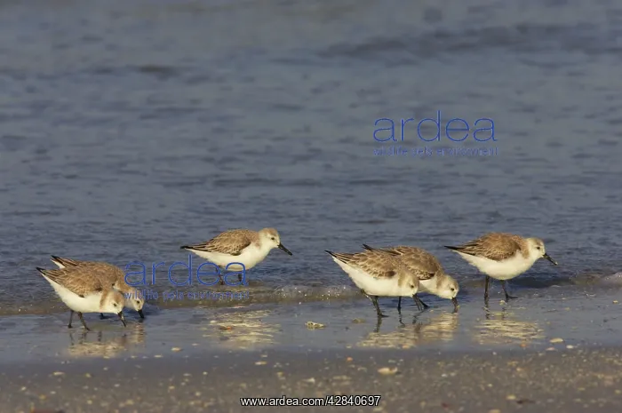 : Sanderling - flock feeding along shoreline : Sanderling - flock feeding along shoreline
