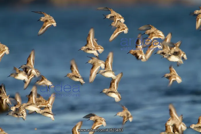 : Sanderling - flock in flight : Sanderling - flock in flight