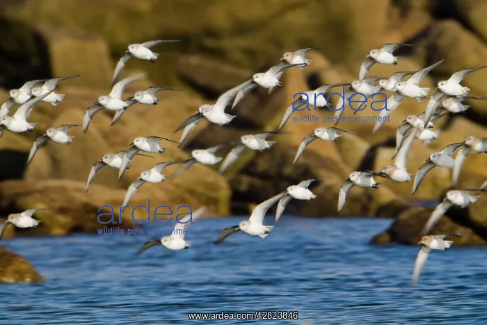 : Sanderling - flock in flight : Sanderling - flock in flight