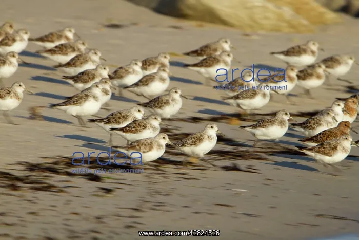 : Sanderling - flock running on a beach : Sanderling - flock running on a beach