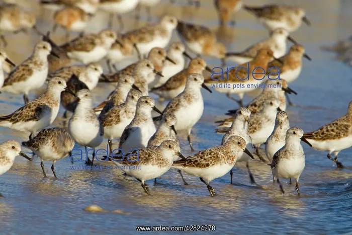 : Sanderling - flock on the shore : Sanderling - flock on the shore