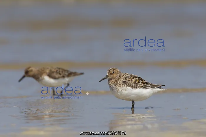 : Sanderling - group in shallow water - Germany : Sanderling - group in shallow water - Germany