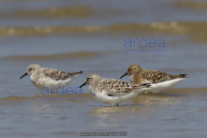 : Sanderling - group in shallow water - Germany : Sanderling - group in shallow water - Germany