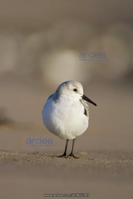 : Sanderling - Low-level view of bird on sandy beach : Sanderling - Low-level view of bird on sandy beach