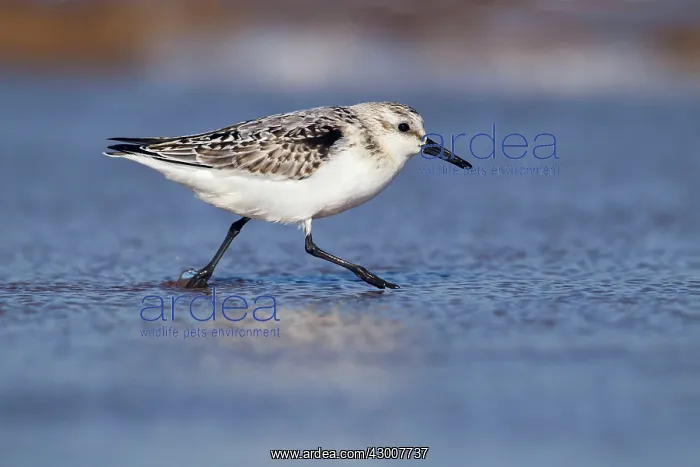 : Sanderling running along shoreline September : Sanderling running along shoreline September