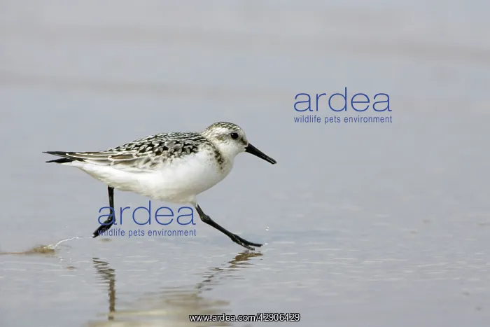 : Sanderling - Running along shoreline, in winter plumage : Sanderling - Running along shoreline, in winter plumage