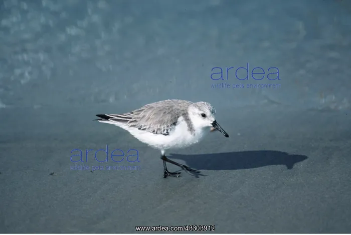  : SANDERLING - on sand