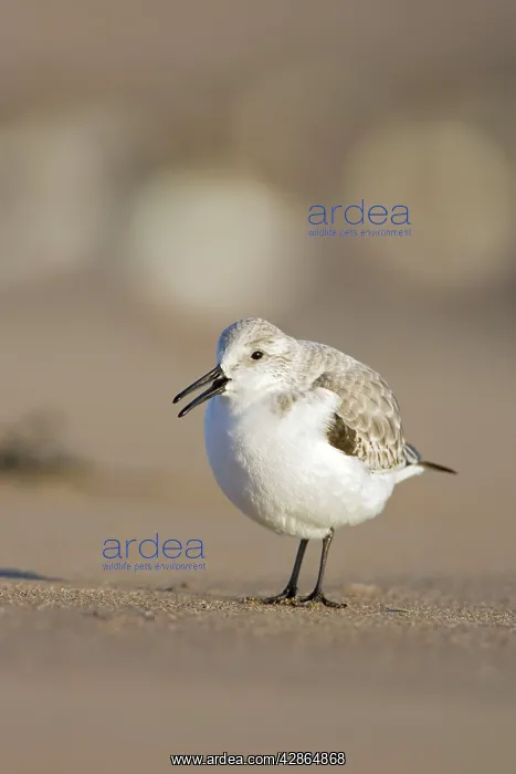 : Sanderling - On sandy beach : Sanderling - On sandy beach