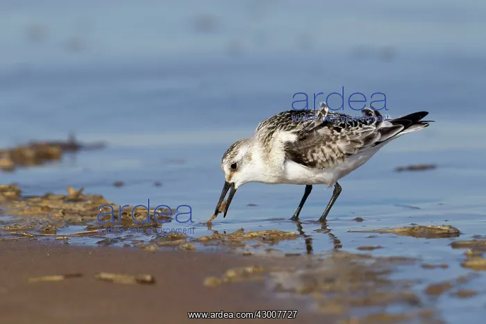 : Sanderling on shoreline looking for food September : Sanderling on shoreline looking for food September