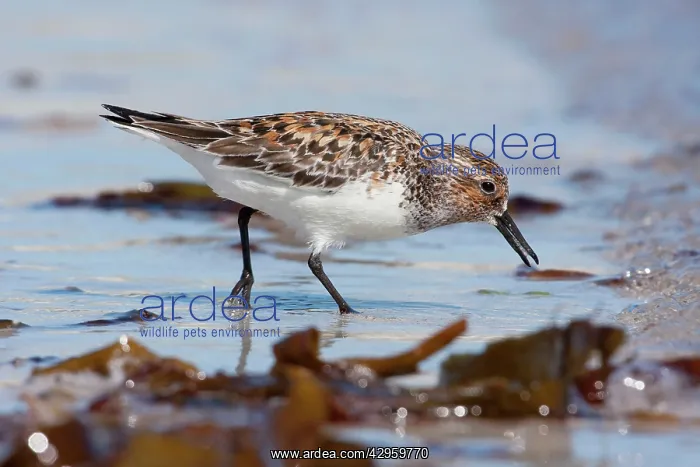  : Sanderling - Single adult feeding on the tideline