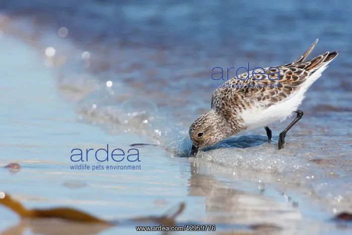 : Sanderling - Single adult feeding on the tideline : Sanderling - Single adult feeding on the tideline