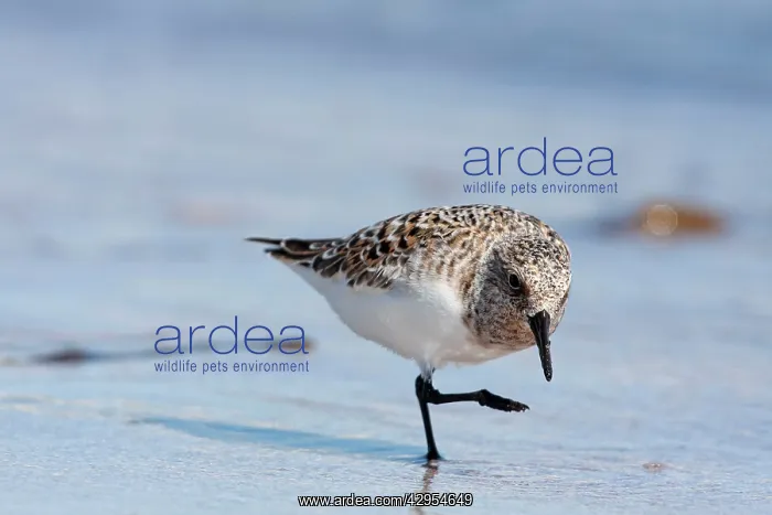 : Sanderling - single adult running along a the tide line : Sanderling - single adult running along a the tide line
