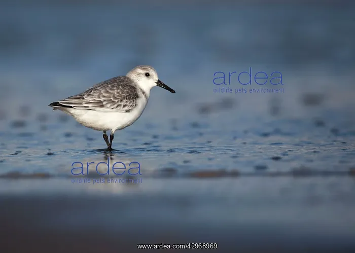 : Sanderling - standing along shoreline - December : Sanderling - standing along shoreline - December