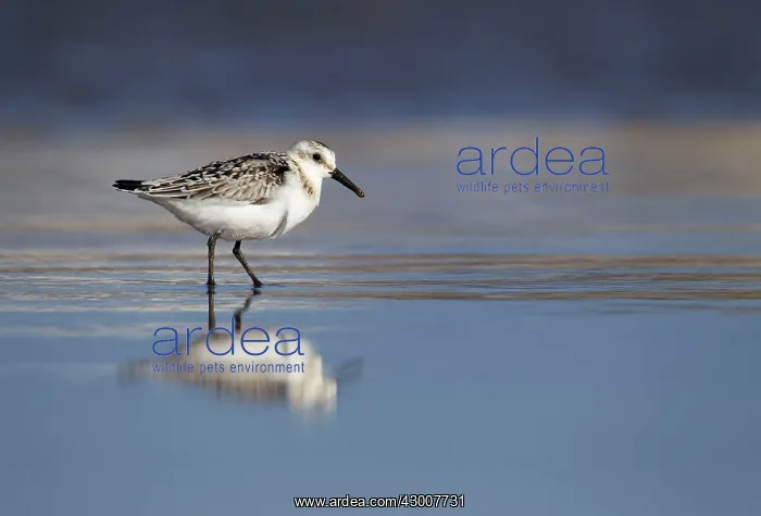 : Sanderling standing on shoreline September : Sanderling standing on shoreline September