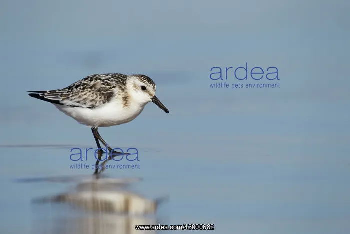 : Sanderling - standing on the shoreline in shallow : Sanderling - standing on the shoreline in shallow