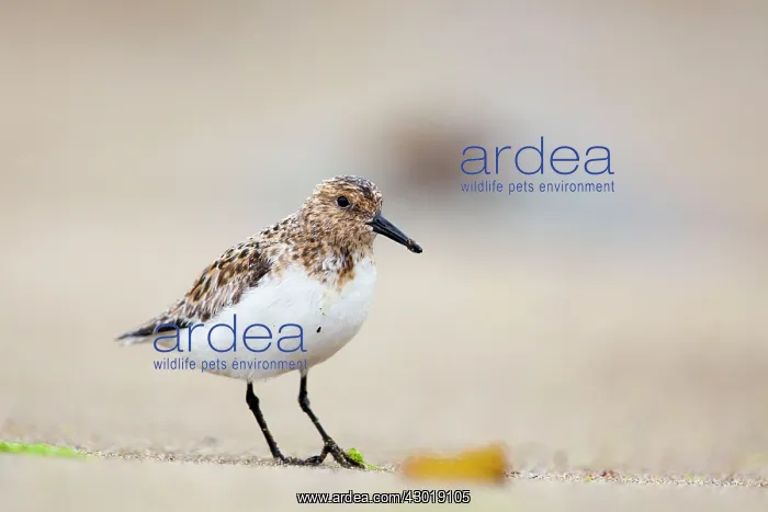: Sanderling Summer plumage : Sanderling Summer plumage