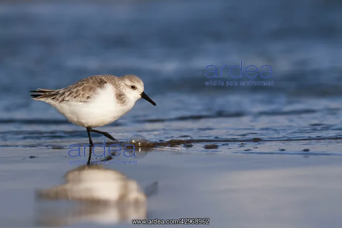 : Sanderling - walking along shoreline - December : Sanderling - walking along shoreline - December