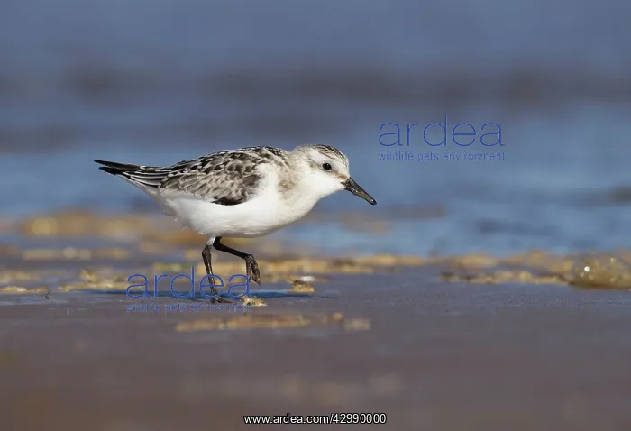 : Sanderling - walking along shoreline looking for : Sanderling - walking along shoreline looking for