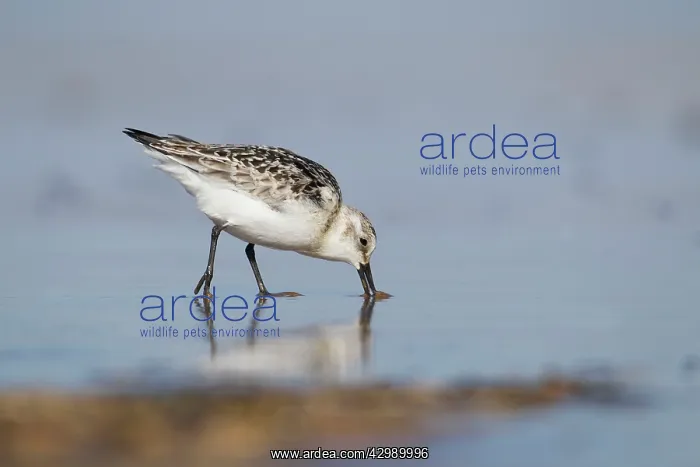 : Sanderling - walking along the shoreline in shallow : Sanderling - walking along the shoreline in shallow