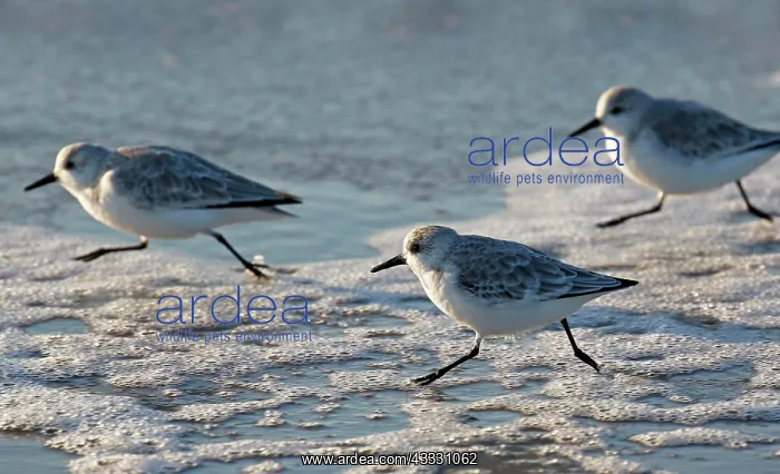 : Sanderlings (Calidris alba) running at the rinsing : Sanderlings (Calidris alba) running at the rinsing