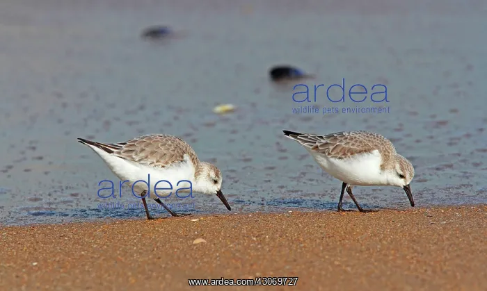 : Sanderlings (Calidris alba) in search of food on : Sanderlings (Calidris alba) in search of food on