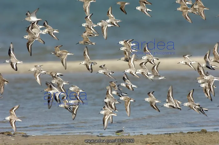 : Sanderlings and Dunlins in flight : Sanderlings and Dunlins in flight
