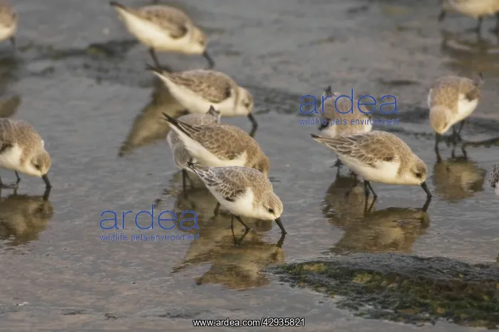 : Sanderlings - feeding on sea shore in winter plumage : Sanderlings - feeding on sea shore in winter plumage