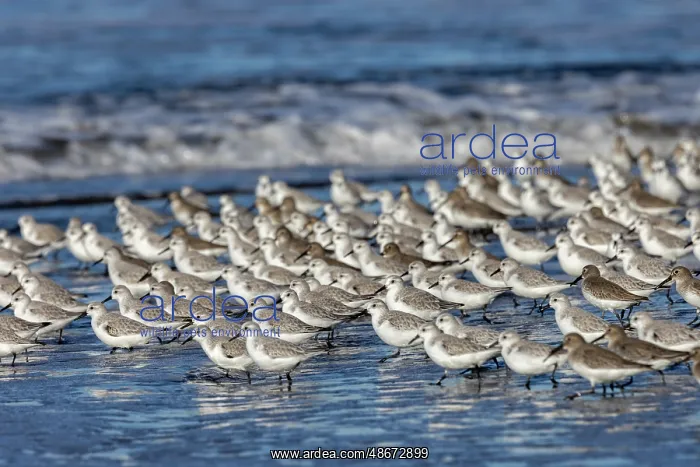 : Sanderlings in the Pacific Ocean surf at Cape Disappointment : Sanderlings in the Pacific Ocean surf at Cape Disappointment