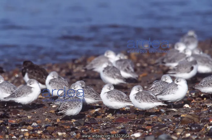 : SANDERLINGS - resting by water : SANDERLINGS - resting by water