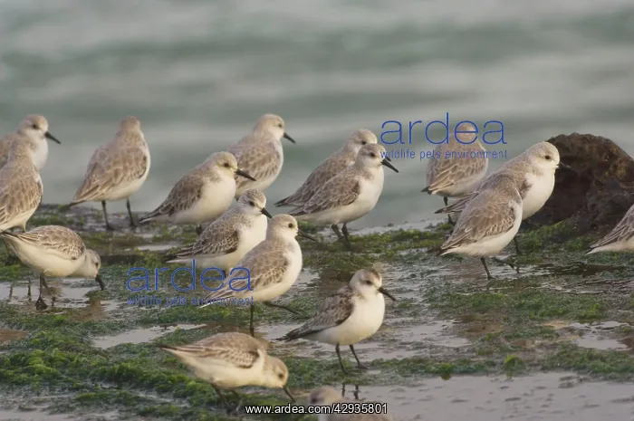 : Sanderlings on sea shore in winter plumage : Sanderlings on sea shore in winter plumage
