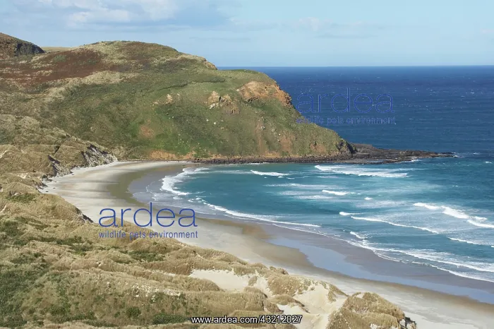 : Sandfly Bay, Otago Peninsula, Dunedin, Otago : Sandfly Bay, Otago Peninsula, Dunedin, Otago