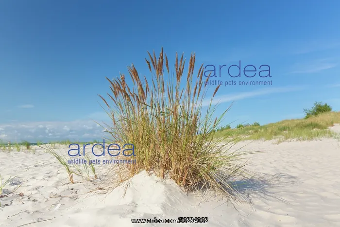 : Sandhammaren : Sandhammaren