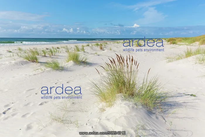  : Sandhammaren