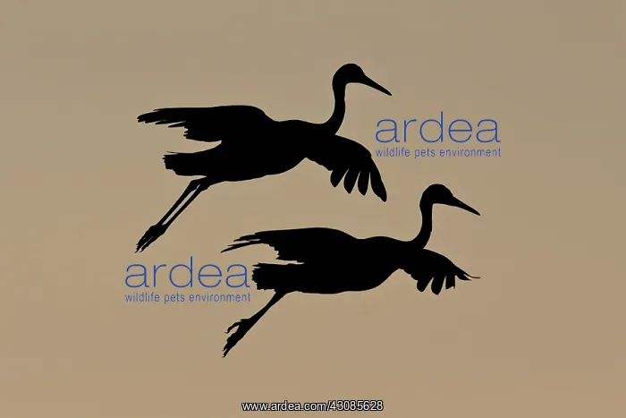 : Sandhill Crane : Sandhill Crane